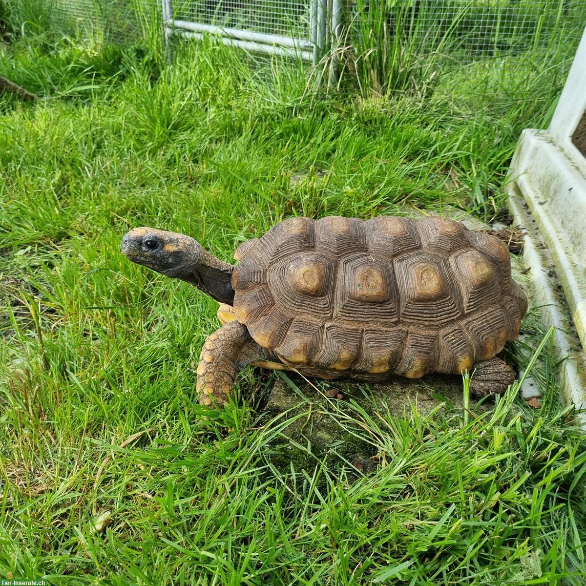 Adultes Waldschildkröten Paar, Chelonoidis denticulata