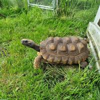 Adultes Waldschildkröten Paar, Chelonoidis denticulata