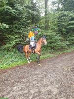 Sportliche Freiberger Stute, 8-jährig, Grösse 1.53m