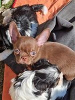 Verschmuster Chihuahua Boy aus Schweizer Aufzucht