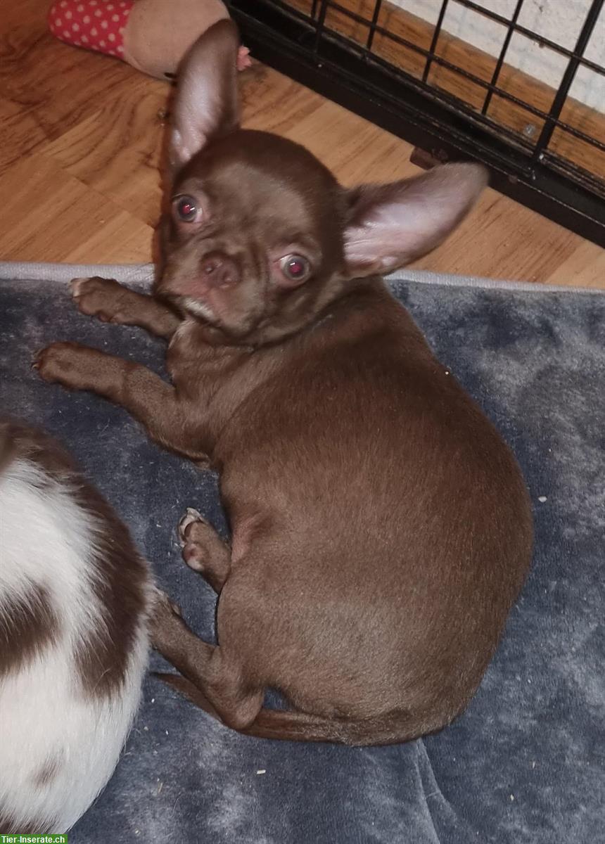 Bild 2: Verschmuster Chihuahua Boy aus Schweizer Aufzucht
