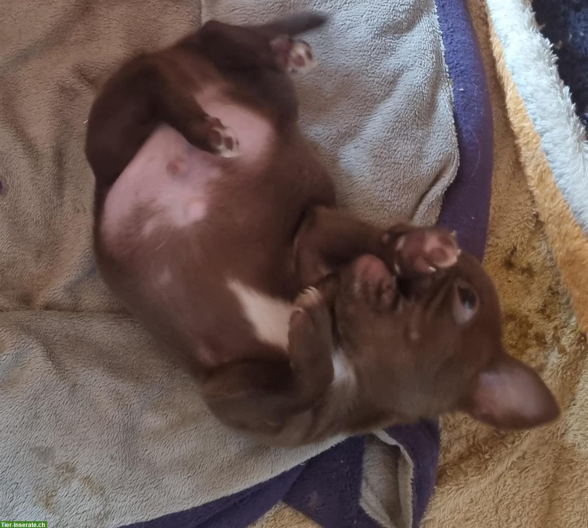 Bild 3: Verschmuster Chihuahua Boy aus Schweizer Aufzucht