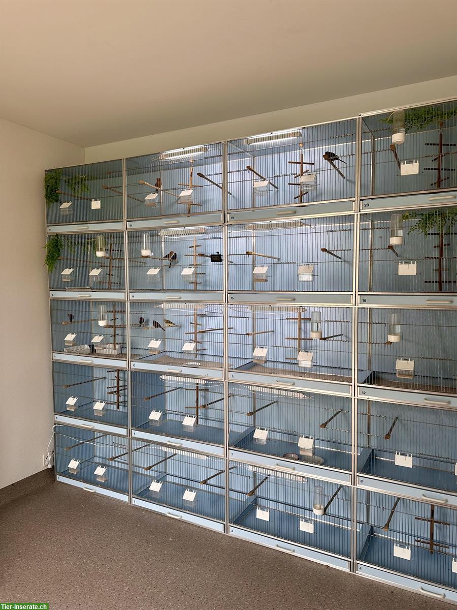 Oesieg Zuchtboxen Anlage, Voliere, Vogelkäfig