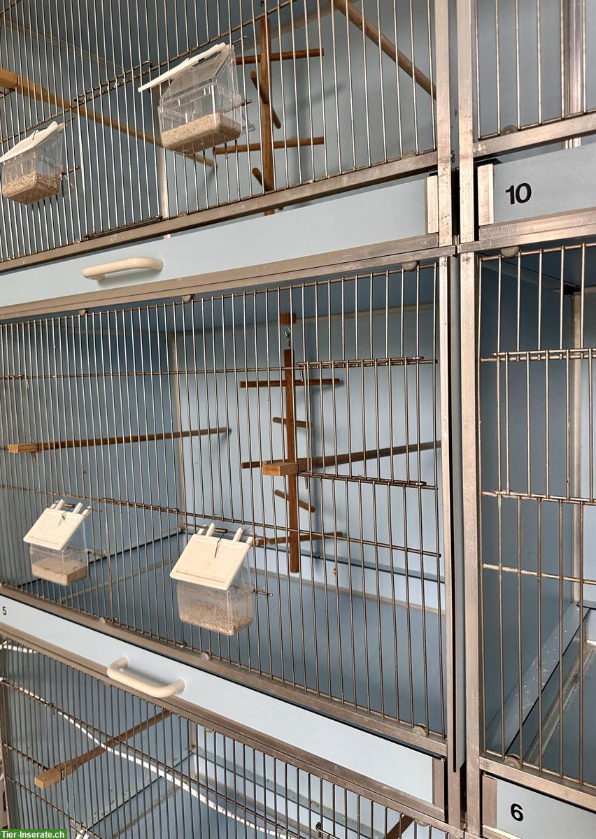 Bild 4: Oesieg Zuchtboxen Anlage, Voliere, Vogelkäfig