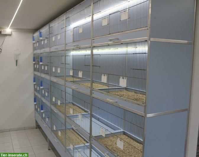 Bild 5: Oesieg Zuchtboxen Anlage, Voliere, Vogelkäfig