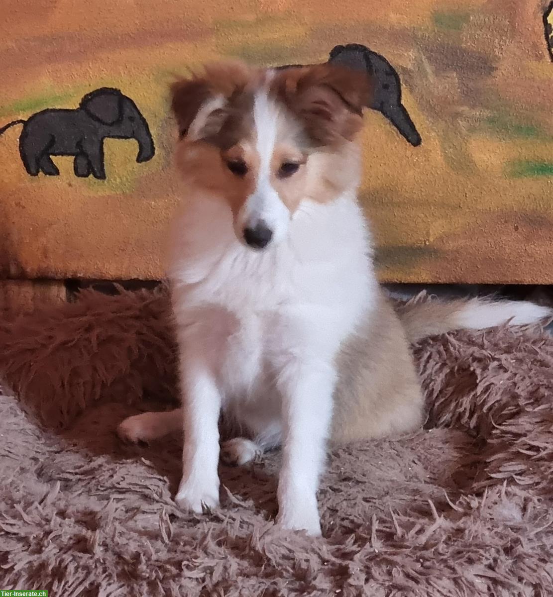 Schöne, verspielte Sheltie Jungs aus CH Aufzucht