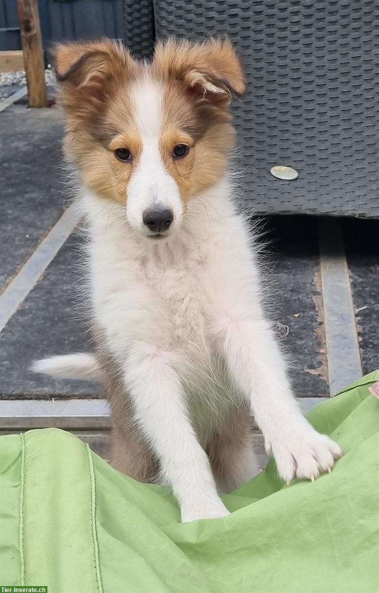 Bild 2: Schöne, verspielte Sheltie Jungs aus CH Aufzucht