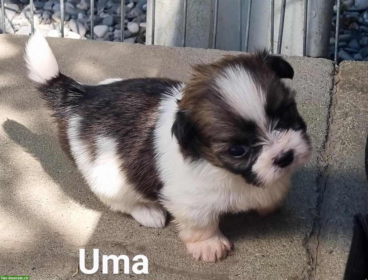 Bild 4: Schöne, verspielte Sheltie Jungs aus CH Aufzucht