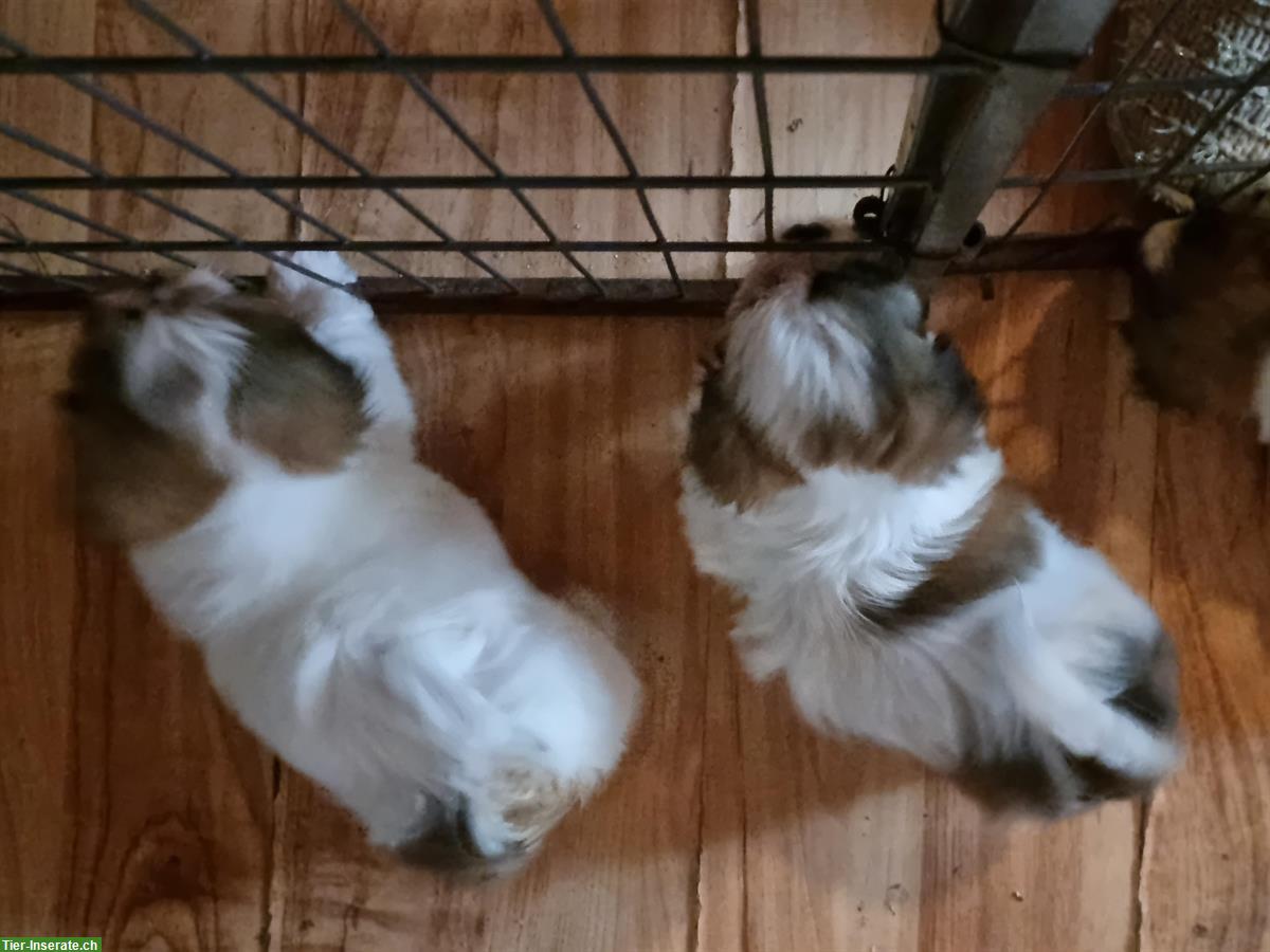 Bild 5: Schöne, verspielte Sheltie Jungs aus CH Aufzucht