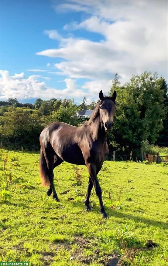 Grosse Connemara Stute mit Stockmass 1.55m