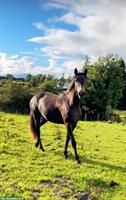 Grosse Connemara Stute mit Stockmass 1.55m