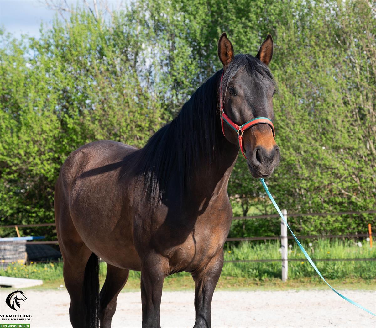 Charmanter Lusitano Wallach, 4-jährig