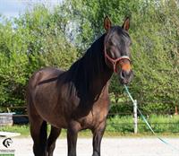 Charmanter Lusitano Wallach, 4-jährig