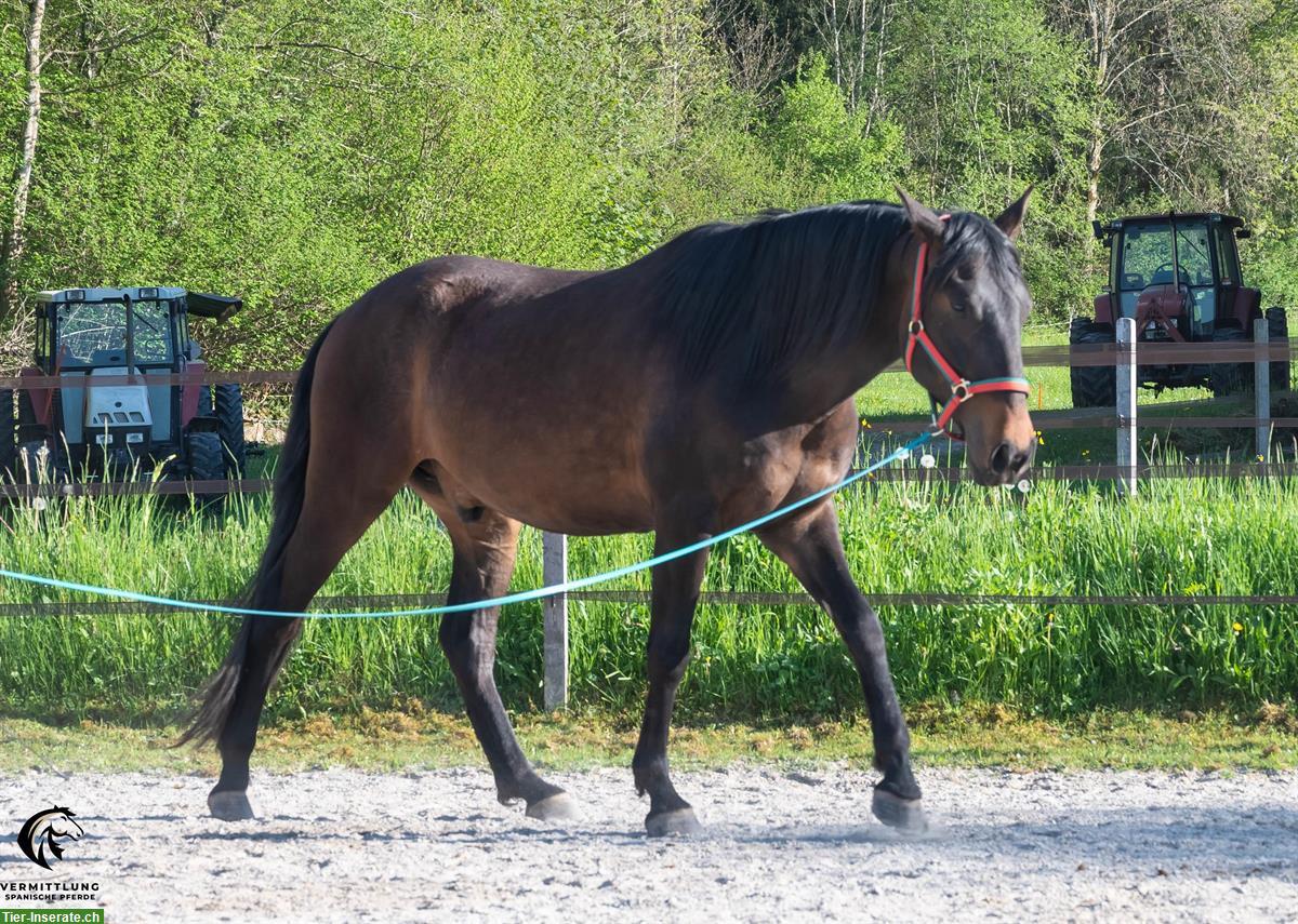 Bild 2: Charmanter Lusitano Wallach, 4-jährig