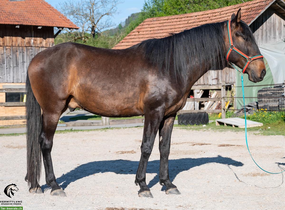 Bild 3: Charmanter Lusitano Wallach, 4-jährig