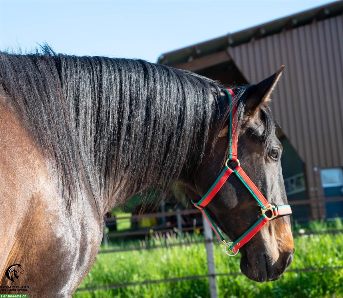 Bild 4: Charmanter Lusitano Wallach, 4-jährig