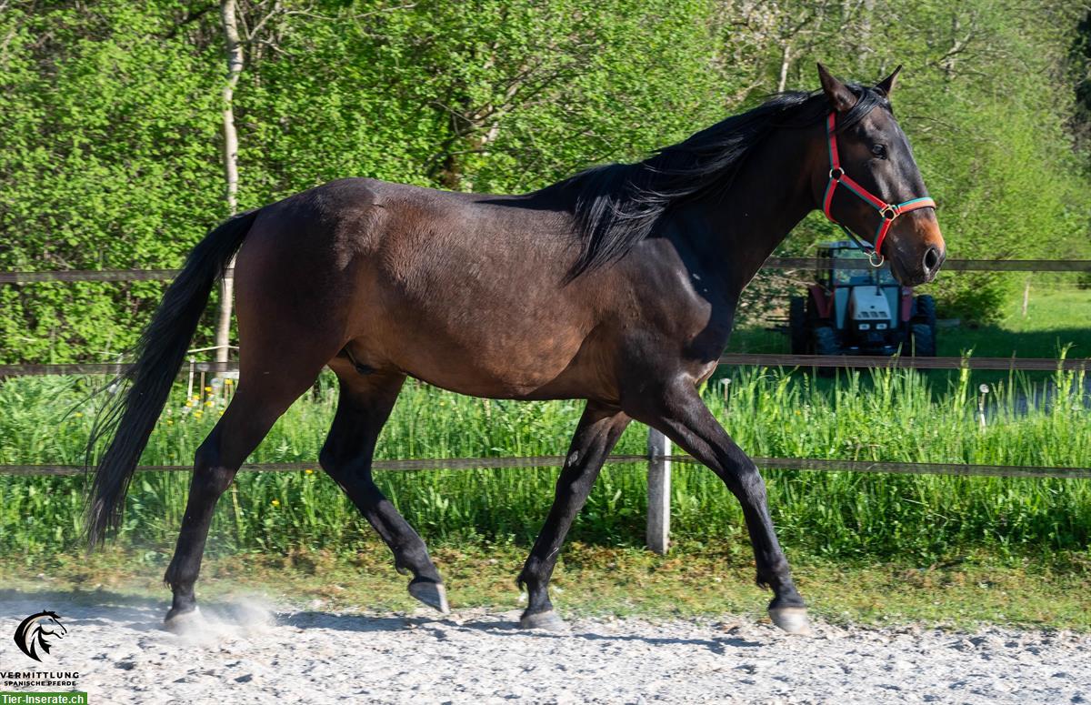Bild 5: Charmanter Lusitano Wallach, 4-jährig