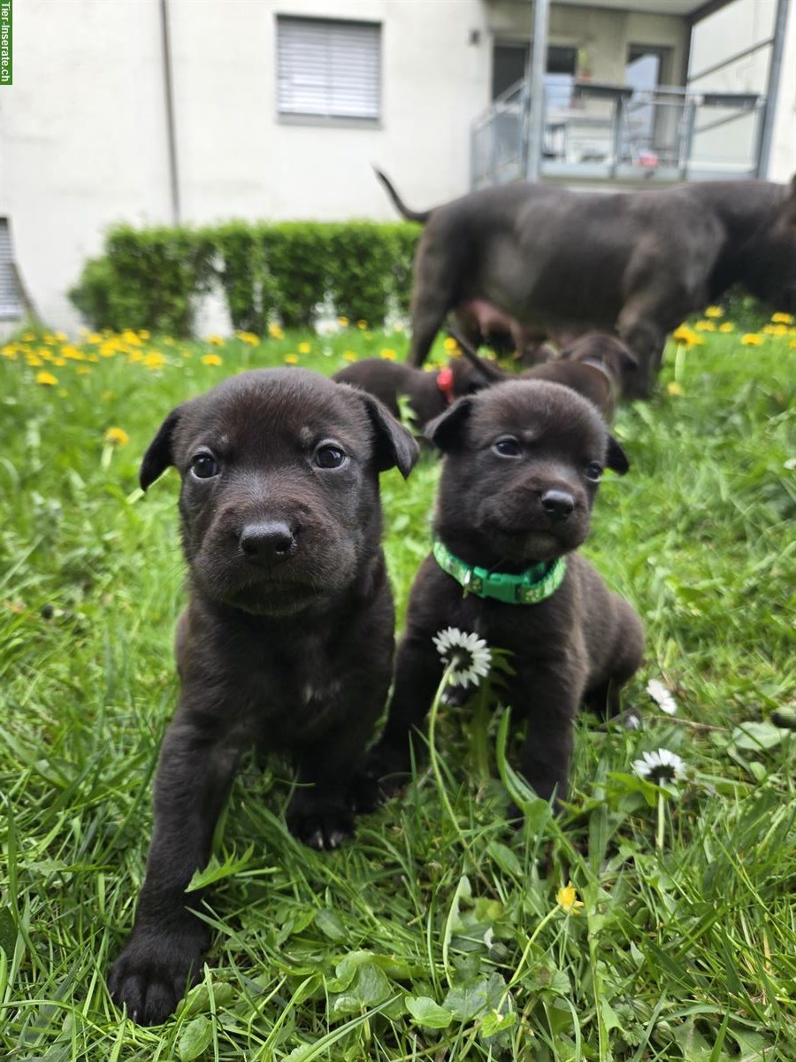 American Bully x Schwarzer Schäferhund Welpen