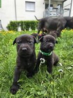 American Bully x Schwarzer Schäferhund Welpen