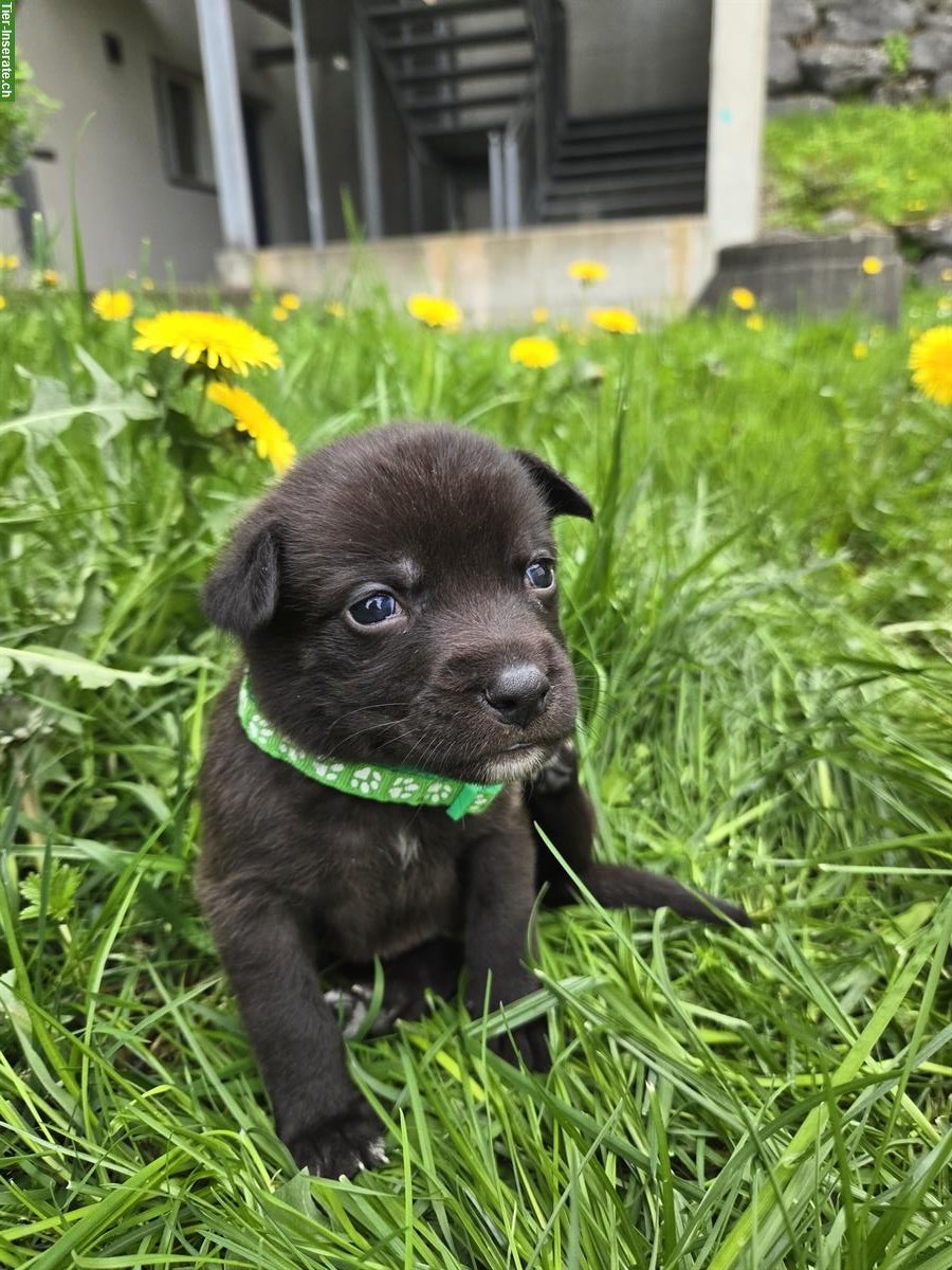 Bild 2: American Bully x Schwarzer Schäferhund Welpen