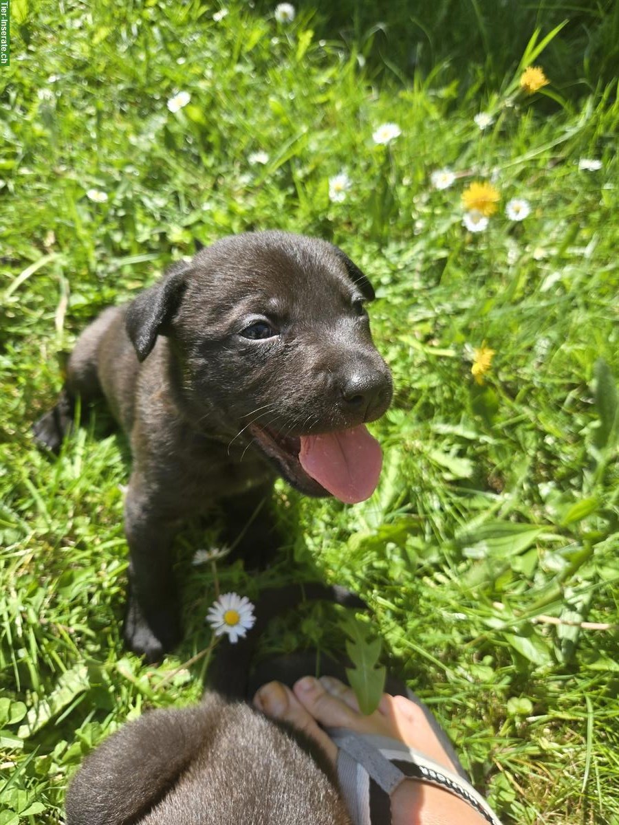 Bild 4: American Bully x Schwarzer Schäferhund Welpen