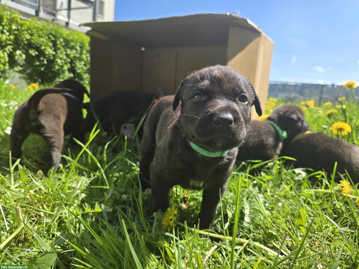 Bild 5: American Bully x Schwarzer Schäferhund Welpen