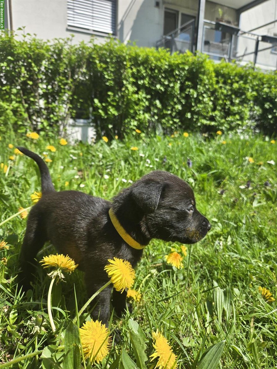 Bild 6: American Bully x Schwarzer Schäferhund Welpen