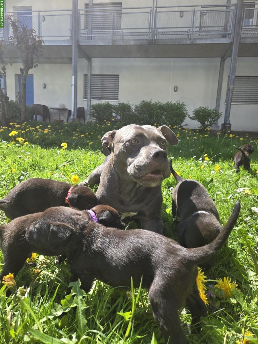 Bild 7: American Bully x Schwarzer Schäferhund Welpen