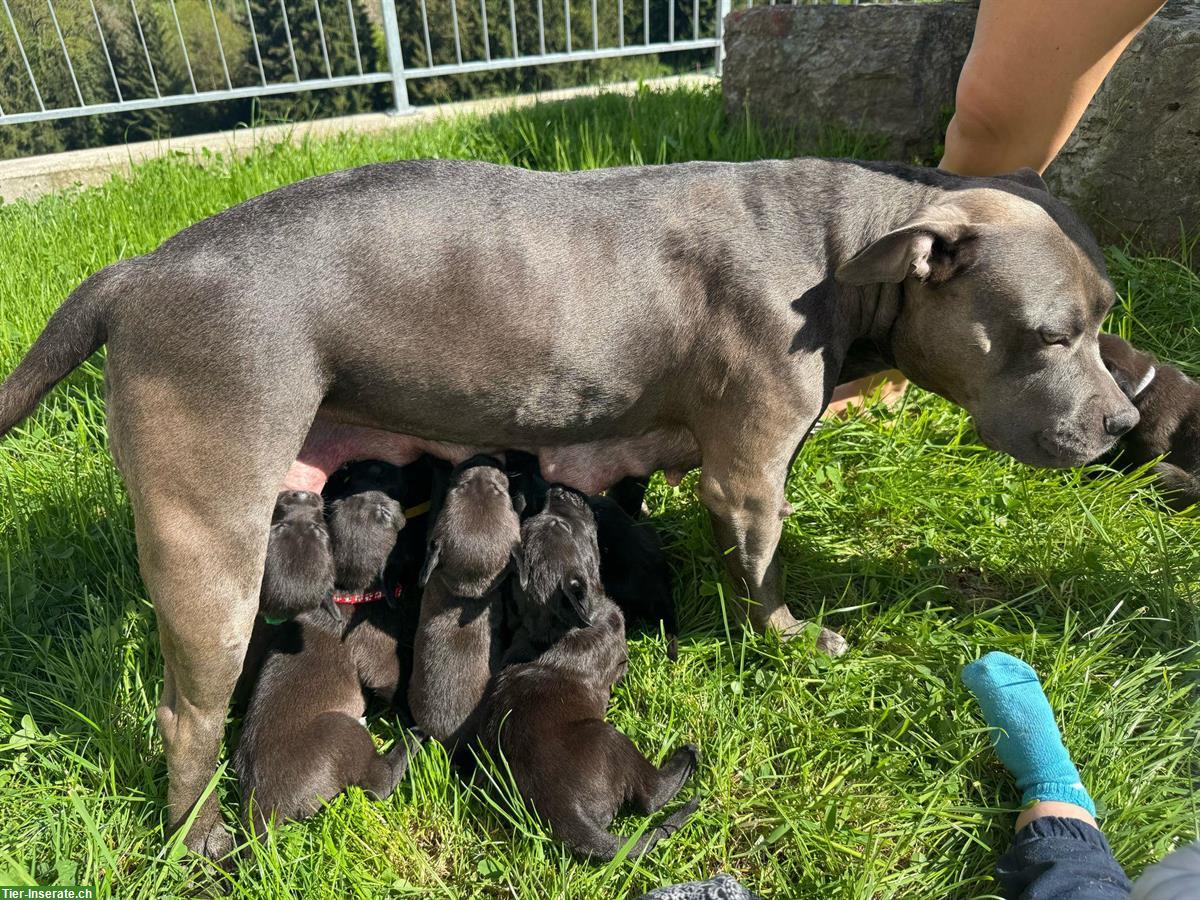 Bild 8: American Bully x Schwarzer Schäferhund Welpen