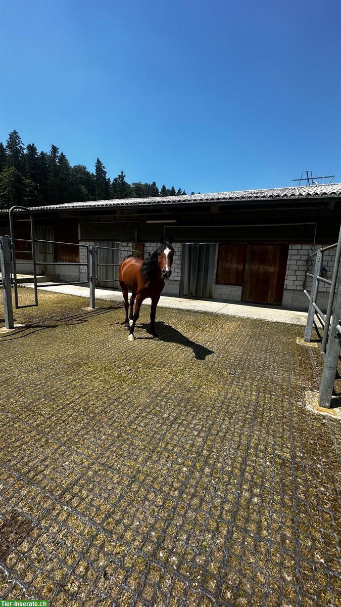 Suche Auslaufboxe, Region Forch, Maur, Mönchaltdorf, Egg