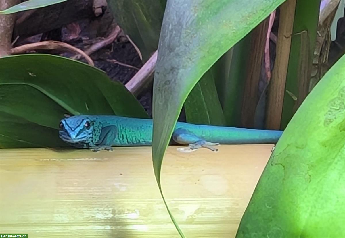 2.0 Lygodactylus williamsi, Himmelblauer Zwergtaggecko