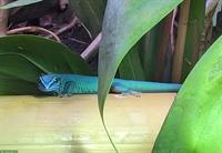 2.0 Lygodactylus williamsi, Himmelblauer Zwergtaggecko