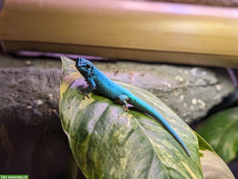 Bild 2: 2.0 Lygodactylus williamsi, Himmelblauer Zwergtaggecko