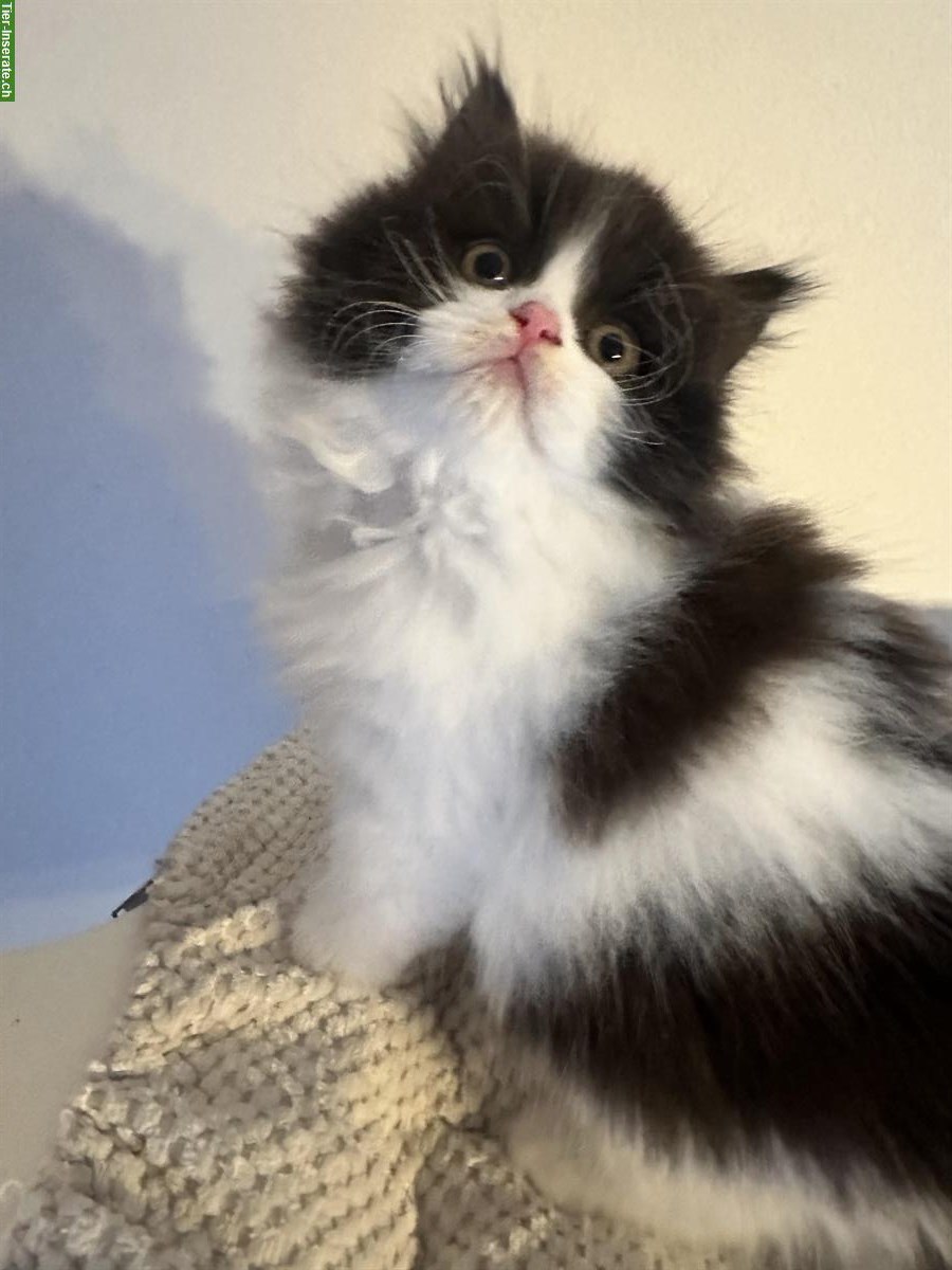 Britisch Langhaar Kitten, weiblich