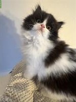 Britisch Langhaar Kitten, weiblich