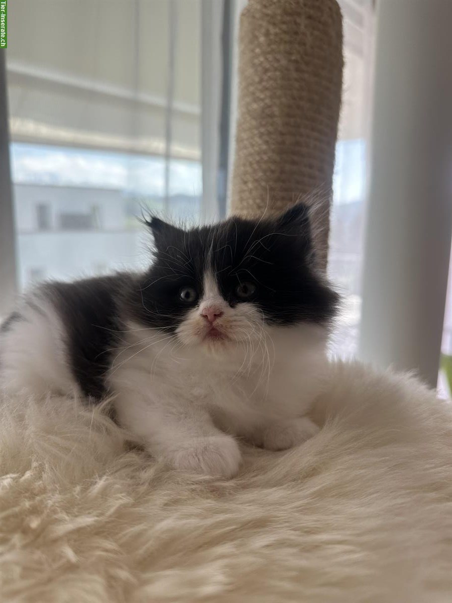 Bild 2: Britisch Langhaar Kitten, weiblich