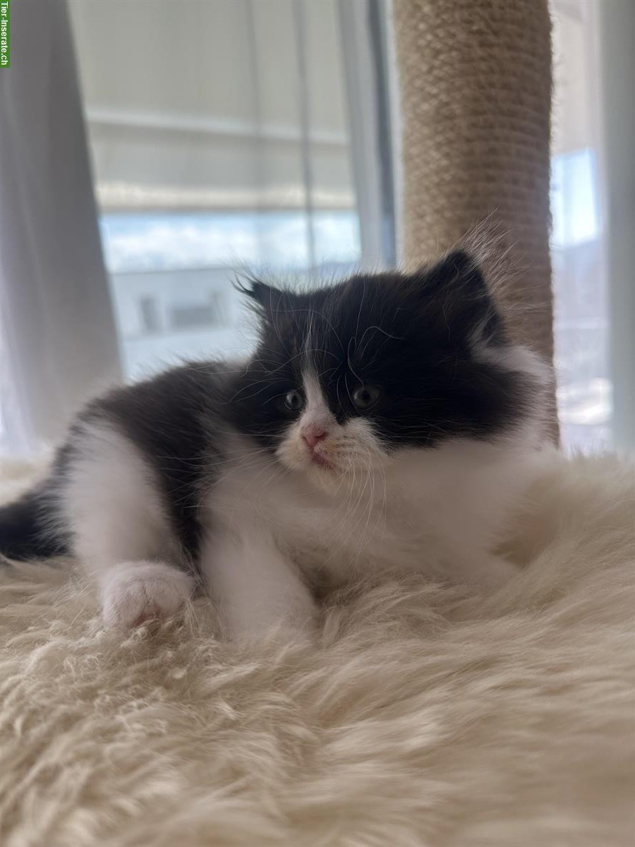 Bild 3: Britisch Langhaar Kitten, weiblich