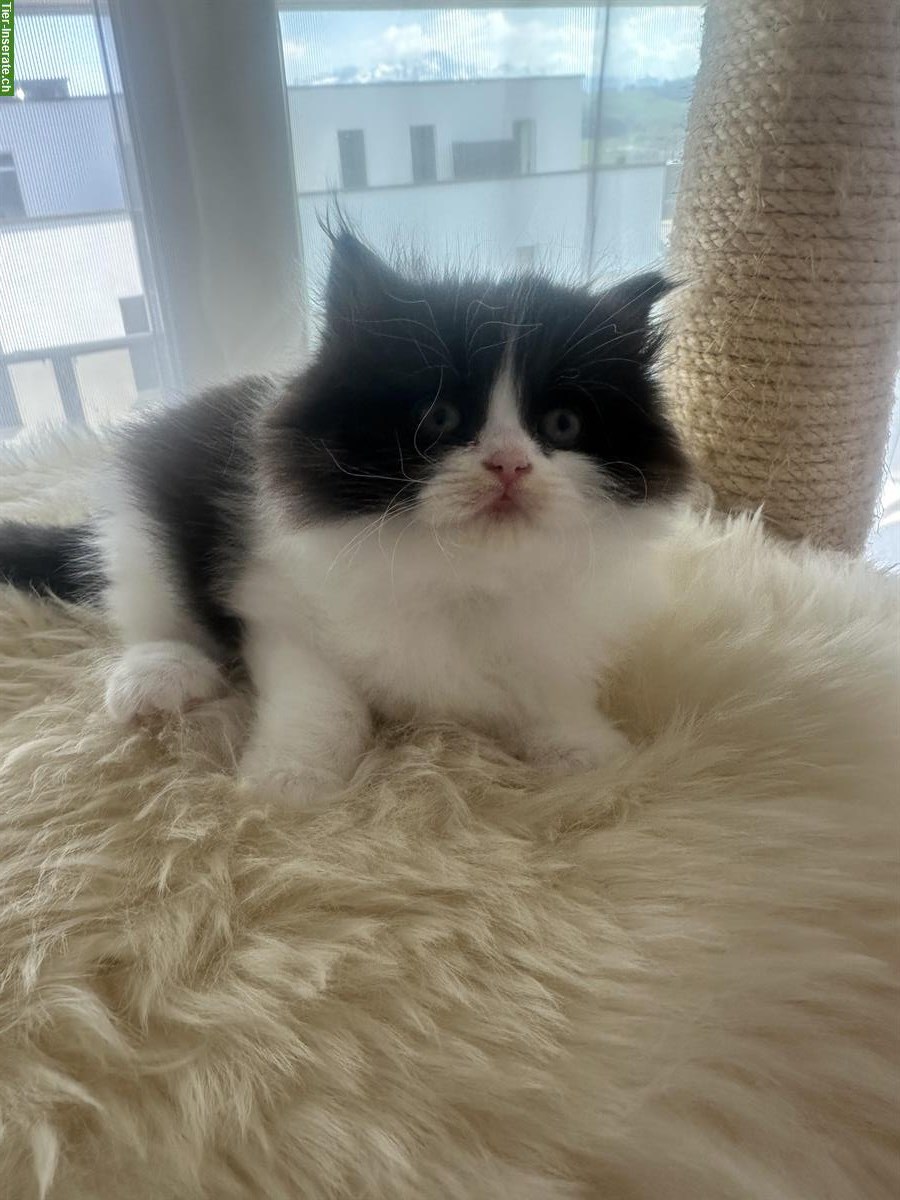 Bild 4: Britisch Langhaar Kitten, weiblich