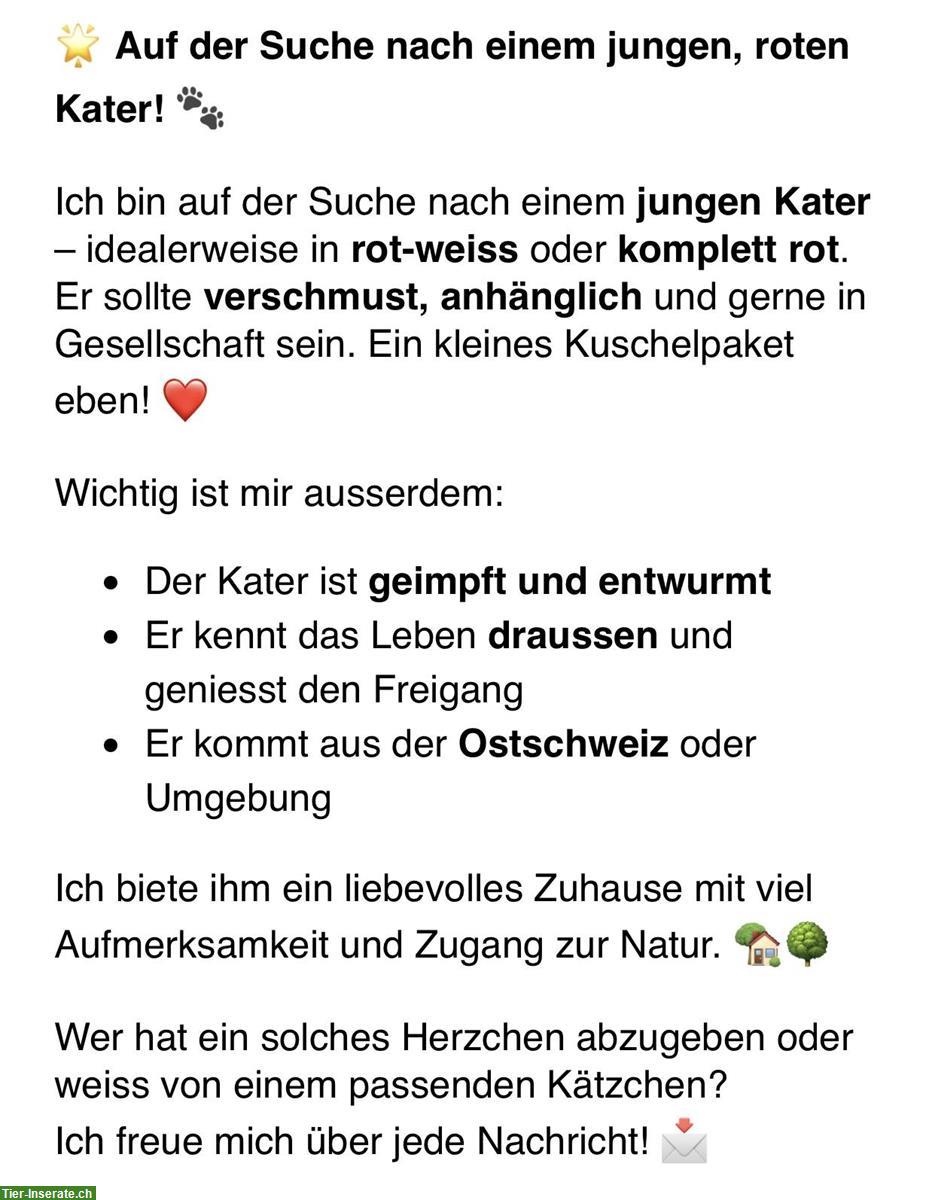 Rotes Kater Kätzchen GESUCHT