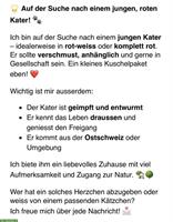 Rotes Kater Kätzchen GESUCHT