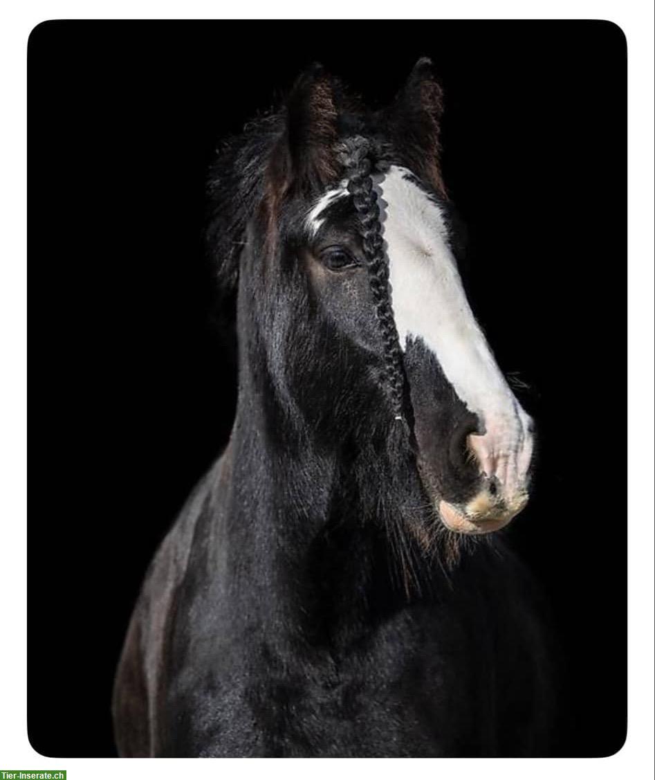 Tinker Stute, 7-jährig - Schwarze Perle sucht 5* Zuhause