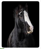 Tinker Stute, 7-jährig - Schwarze Perle sucht 5* Zuhause