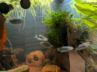 2x Mosaikfadenfisch und 5x Marmorfadenfisch zu verkaufen