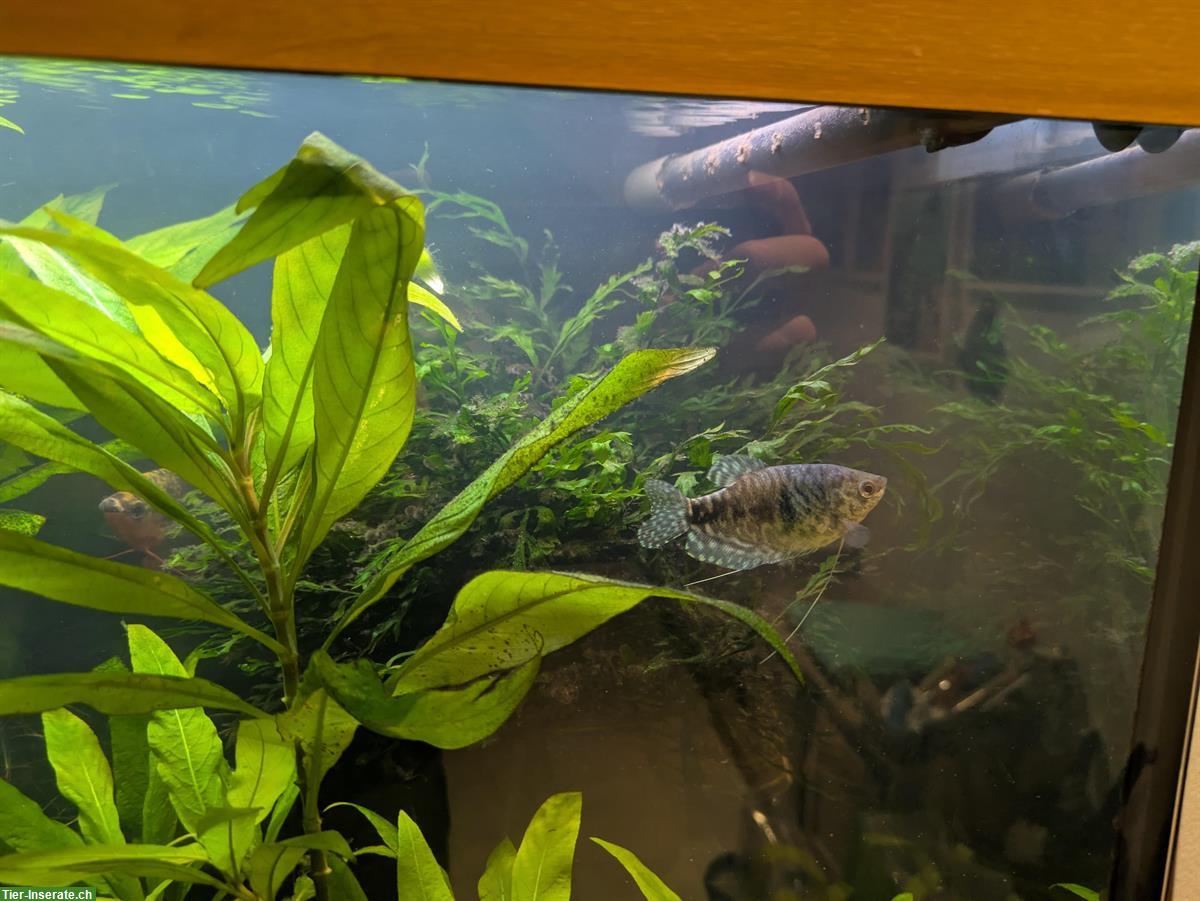 Bild 2: 2x Mosaikfadenfisch und 5x Marmorfadenfisch zu verkaufen