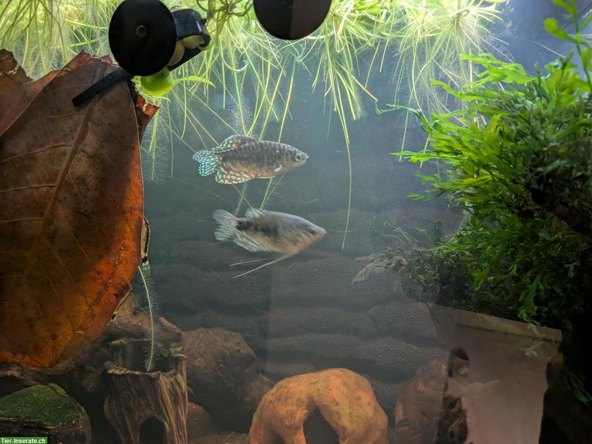 Bild 3: 2x Mosaikfadenfisch und 5x Marmorfadenfisch zu verkaufen