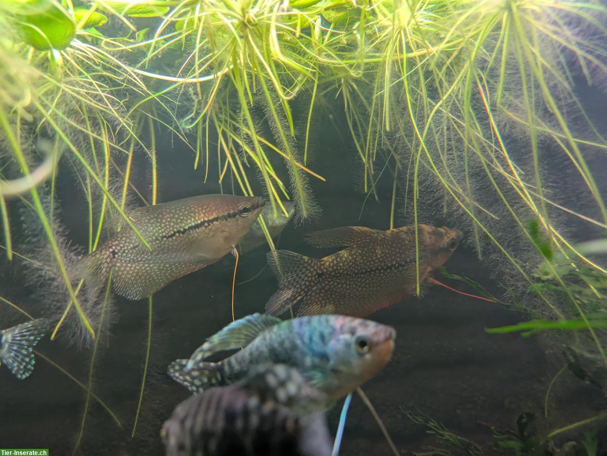 Bild 4: 2x Mosaikfadenfisch und 5x Marmorfadenfisch zu verkaufen
