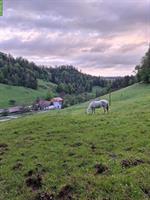 Pferde Offenstall / Altersweide im Kanton Jura