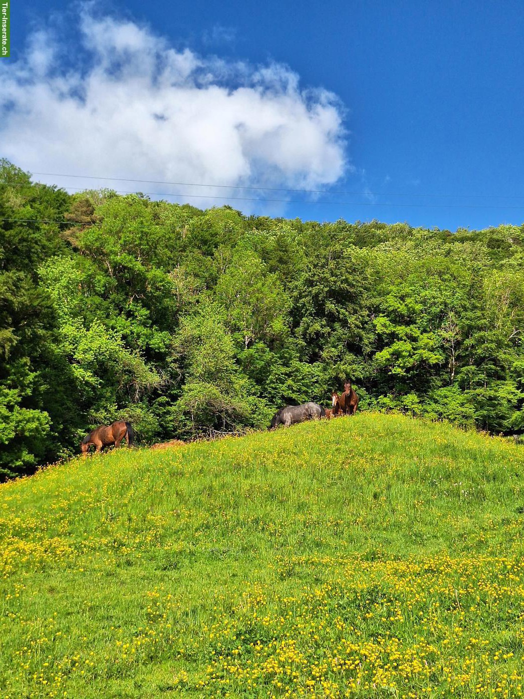 Bild 3: Pferde Offenstall / Altersweide, Kanton Jura