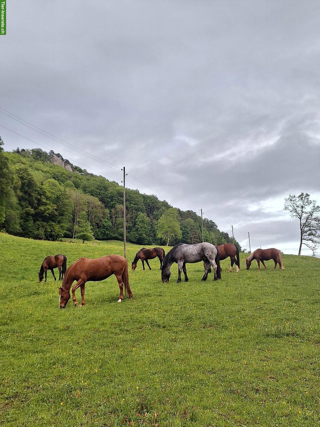 Bild 5: Pferde Offenstall / Altersweide, Kanton Jura
