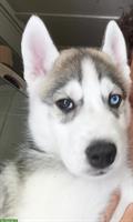 Sibirische Husky Welpen suchen ein Zuhause